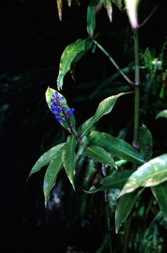 Image of Blue ginger