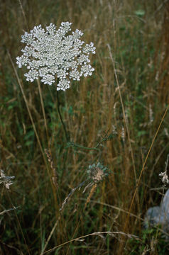 Image of Queen Anne's lace