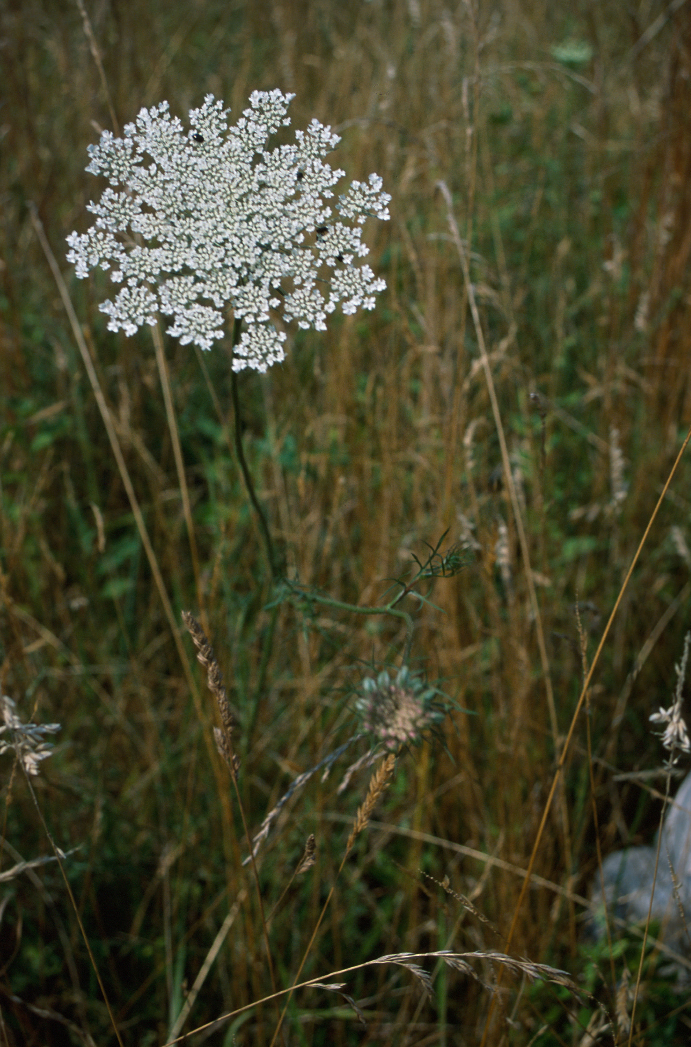 Image of Queen Anne's lace