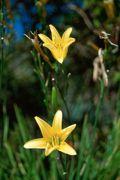 Image of lemon day-lily