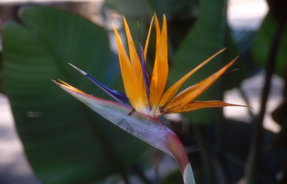 Image of Bird of paradise plant