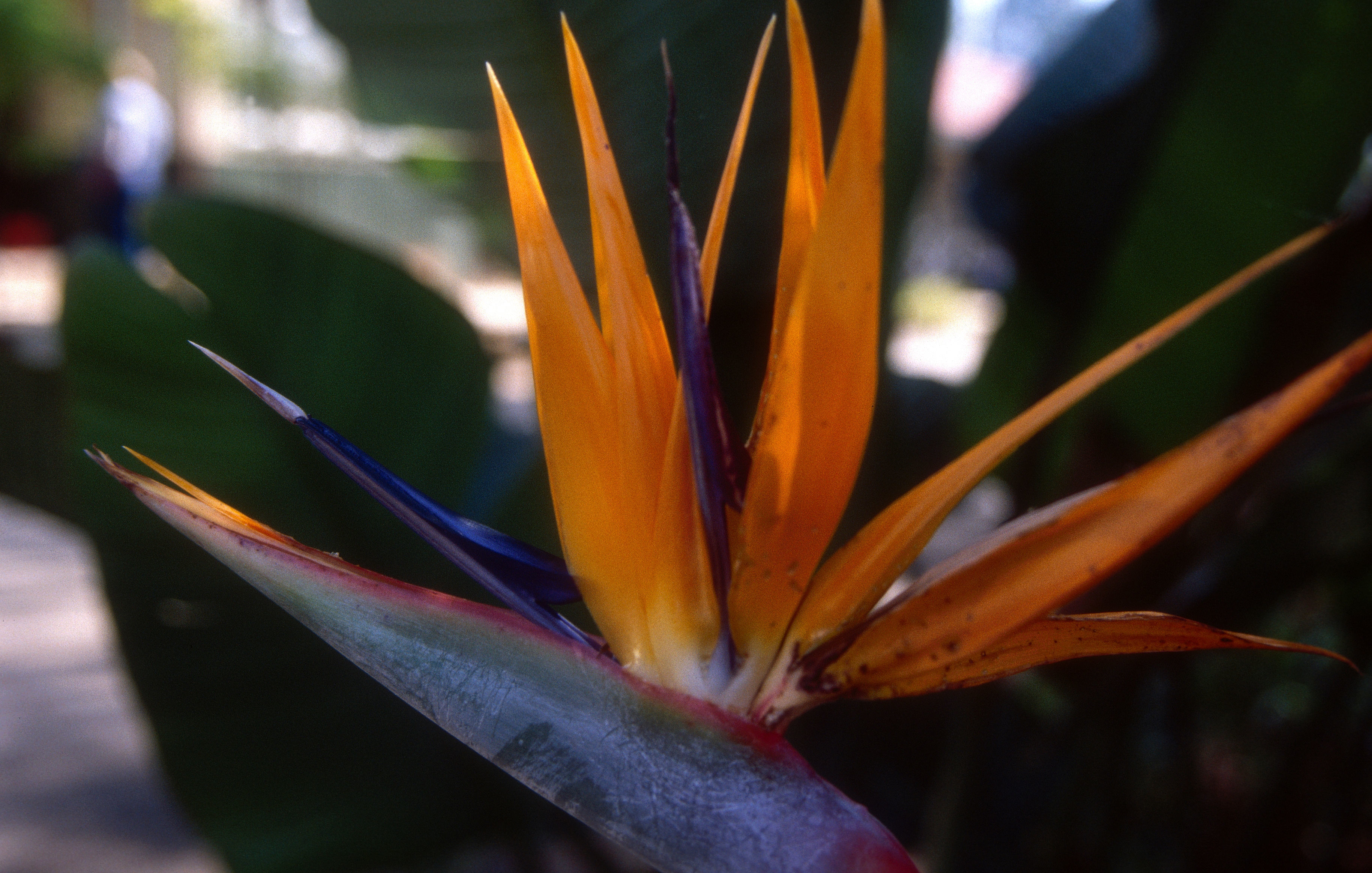 Image de Strelitzia reginae Banks