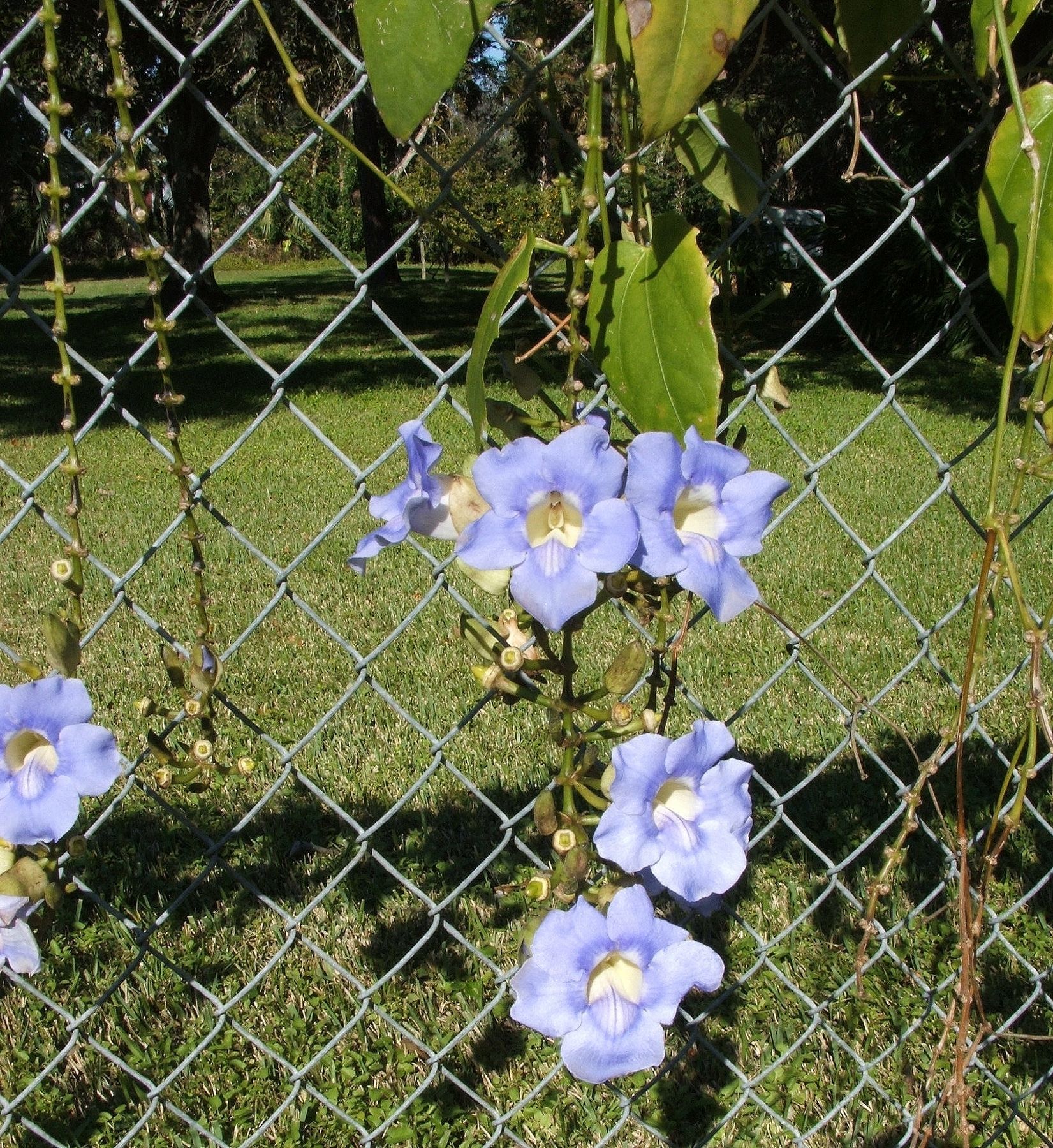 Image of Thunbergia lacei Gamble