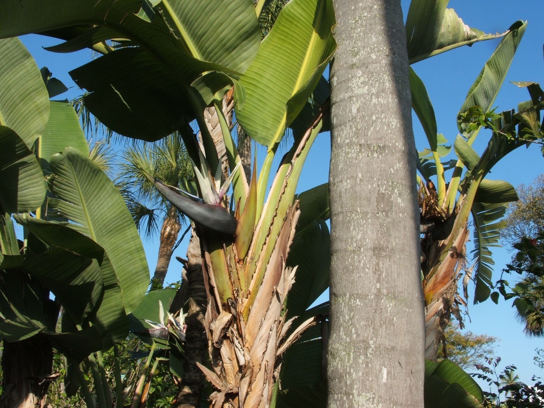 Image of Natal wild banana