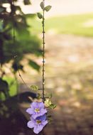 Image of Blue Sky Flower