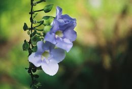 Image of Thunbergia lacei Gamble