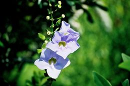 Image of Blue Sky Flower