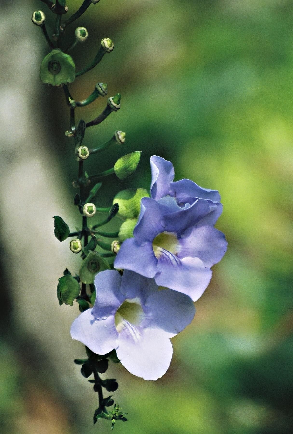 Image of Thunbergia lacei Gamble