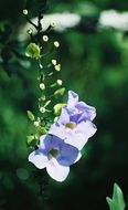 Image of Thunbergia lacei Gamble