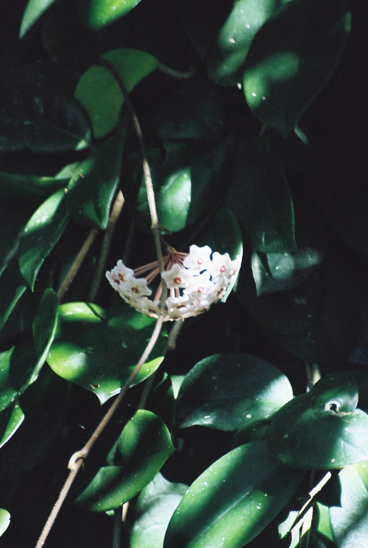 Image of Waxflowers