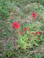 Image of Cardinal Flower