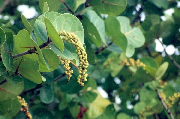 Coccoloba uvifera (L.) L. resmi