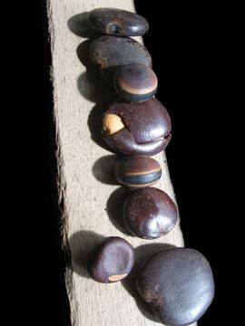 Image of Mucuna glabrialata (Hauman) Verdc.