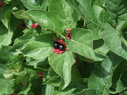 Image of twinberry honeysuckle