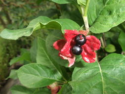 Image of twinberry honeysuckle