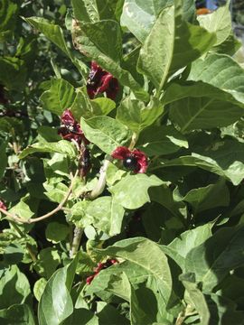 Image of twinberry honeysuckle