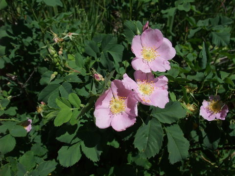 صورة Rosa woodsii Lindl.