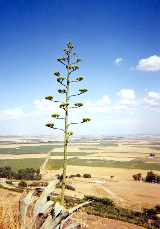 Image of agave