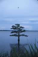 Image of Bald Cypress