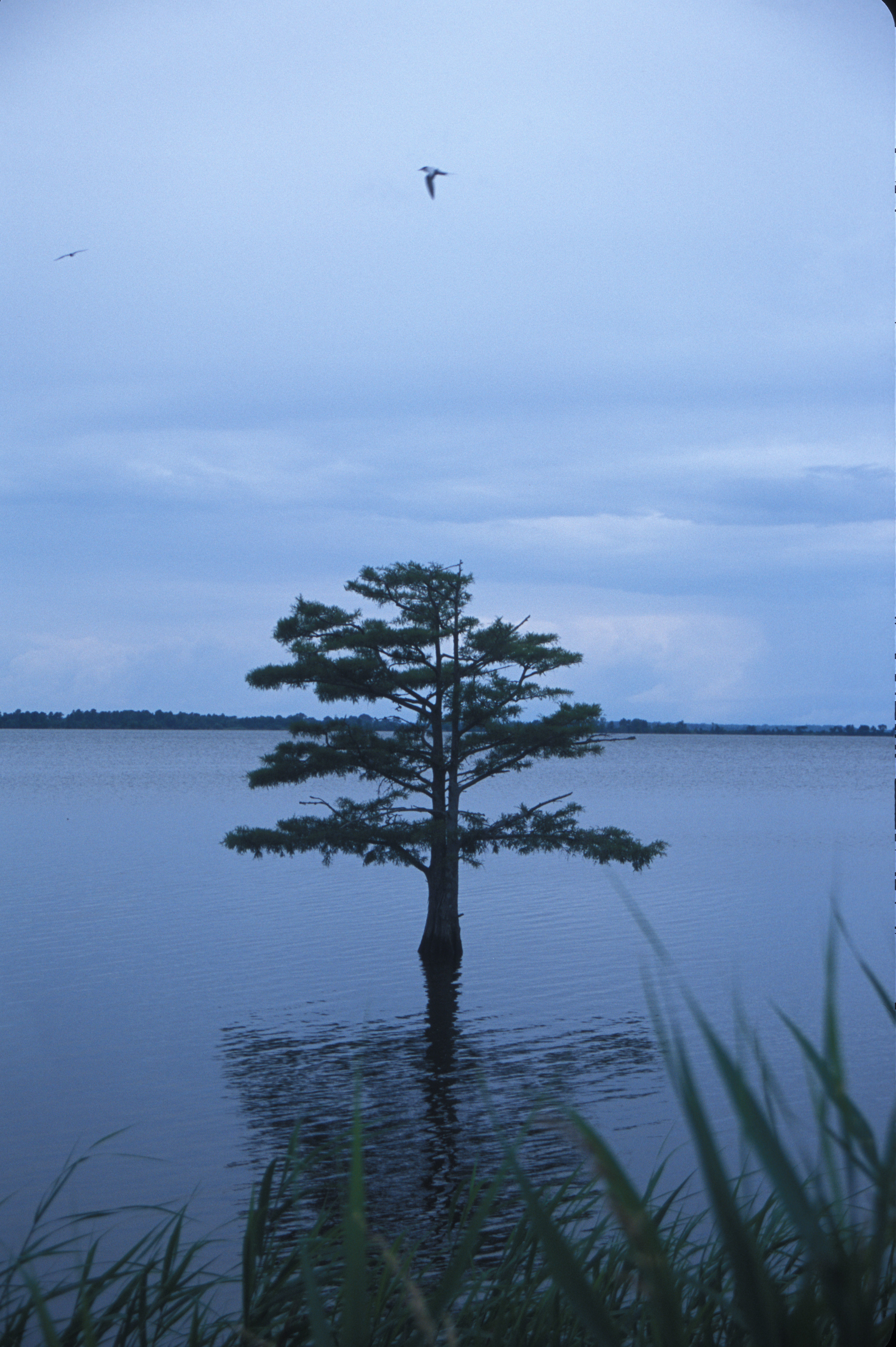 Image of Bald Cypress