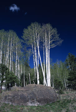 Imagem de Populus tremuloides Michx.