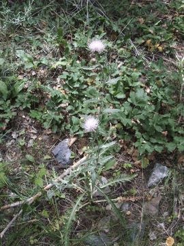 Image of wavyleaf thistle