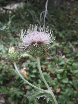 Image of wavyleaf thistle