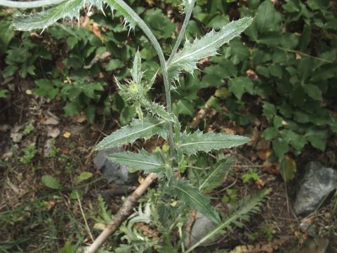 Image of wavyleaf thistle