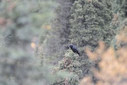 Image of Northern Raven