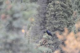 Image of Northern Raven