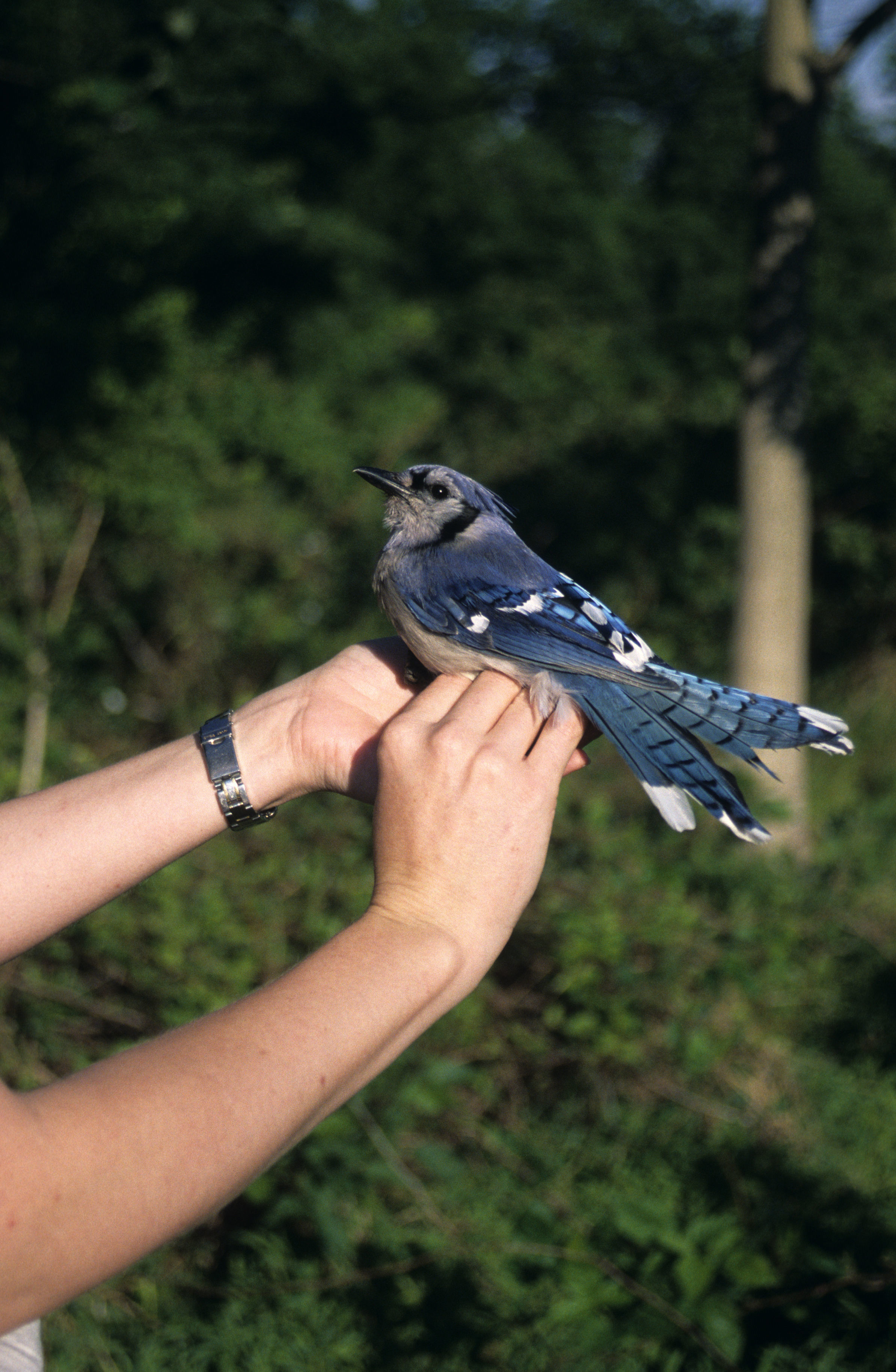 Image of Blue Jay