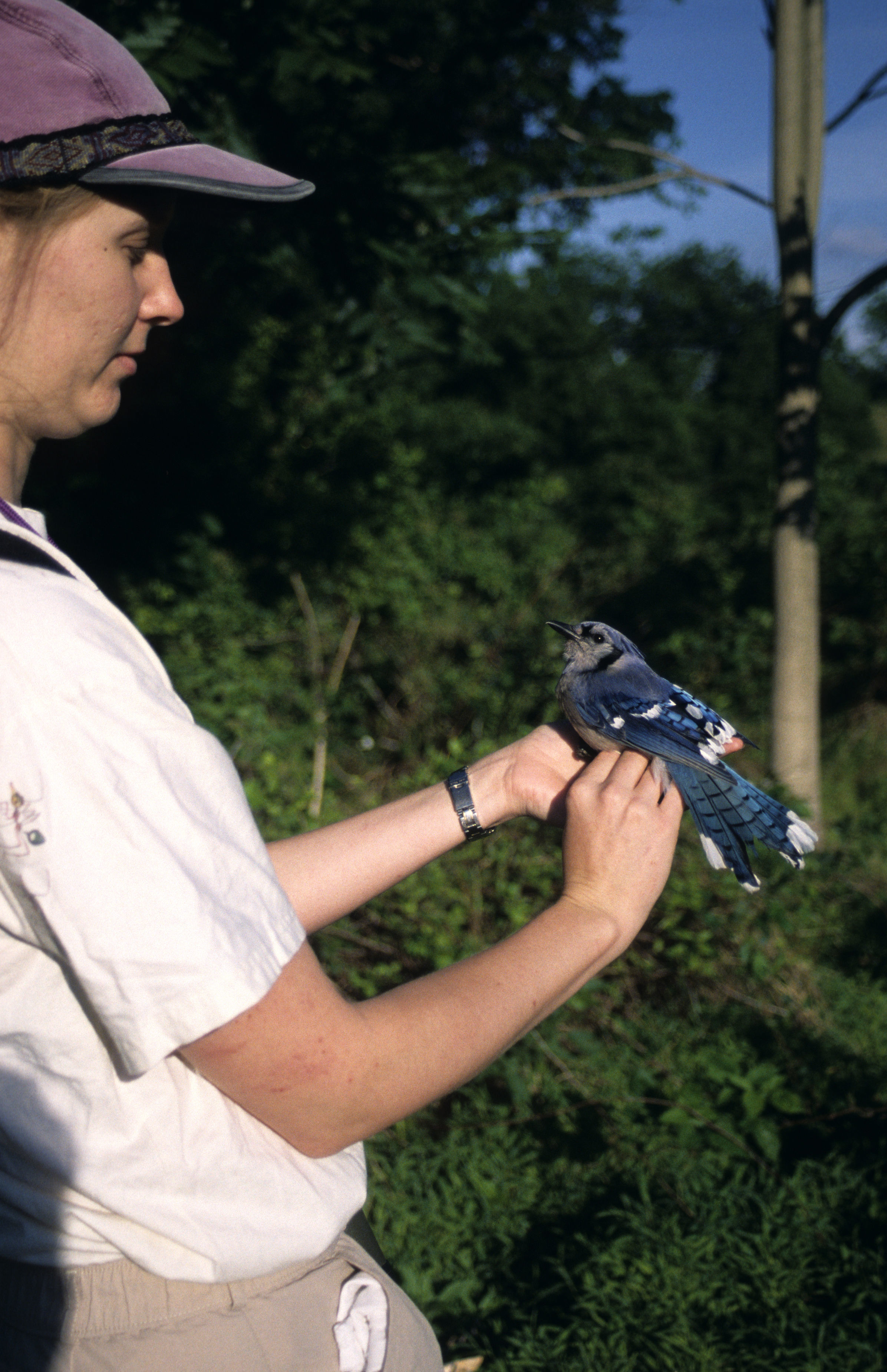 Image of Blue Jay