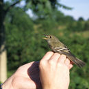 Image of Empidonax Cabanis 1855