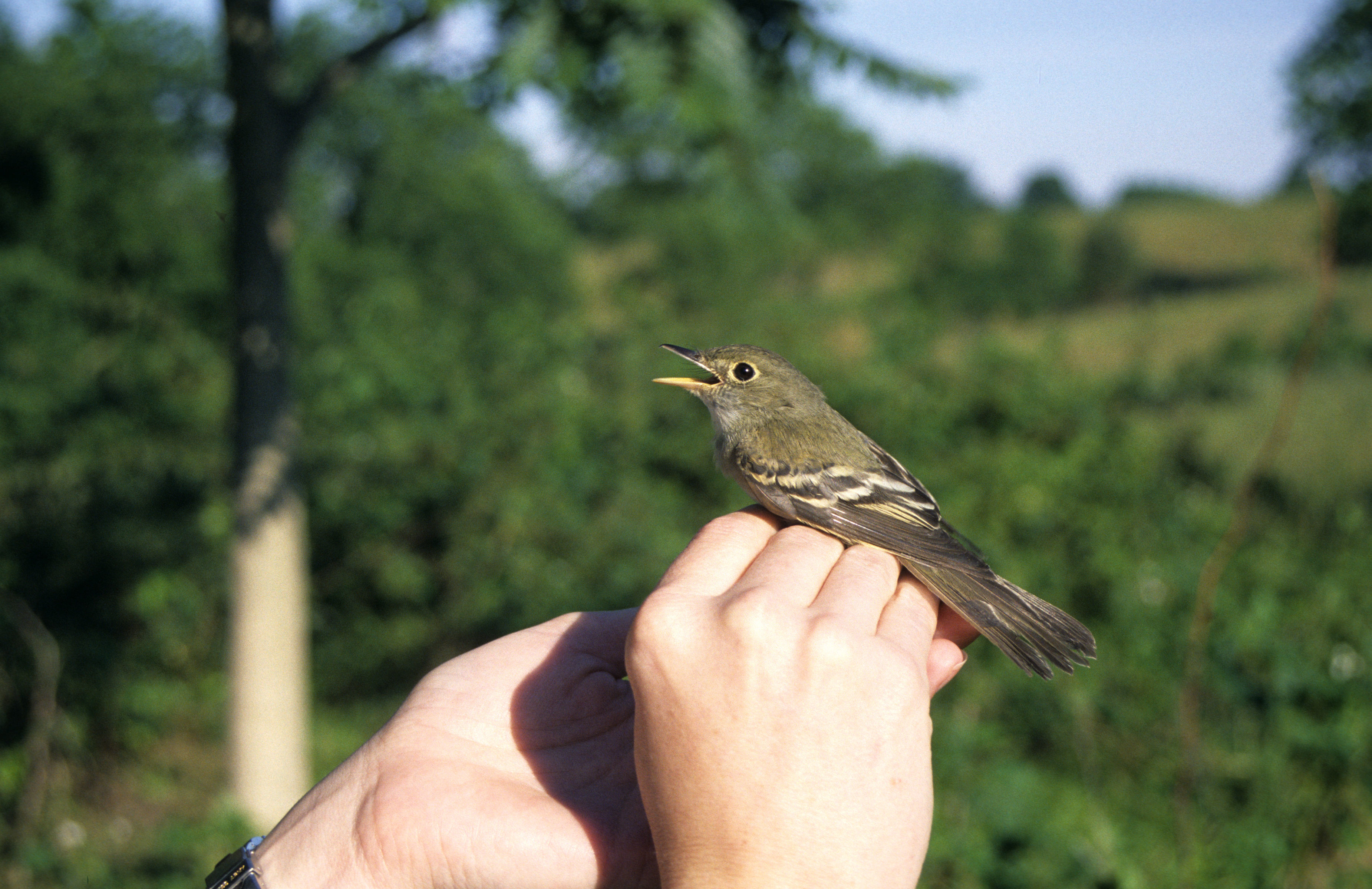 Imagem de Empidonax virescens (Vieillot 1818)