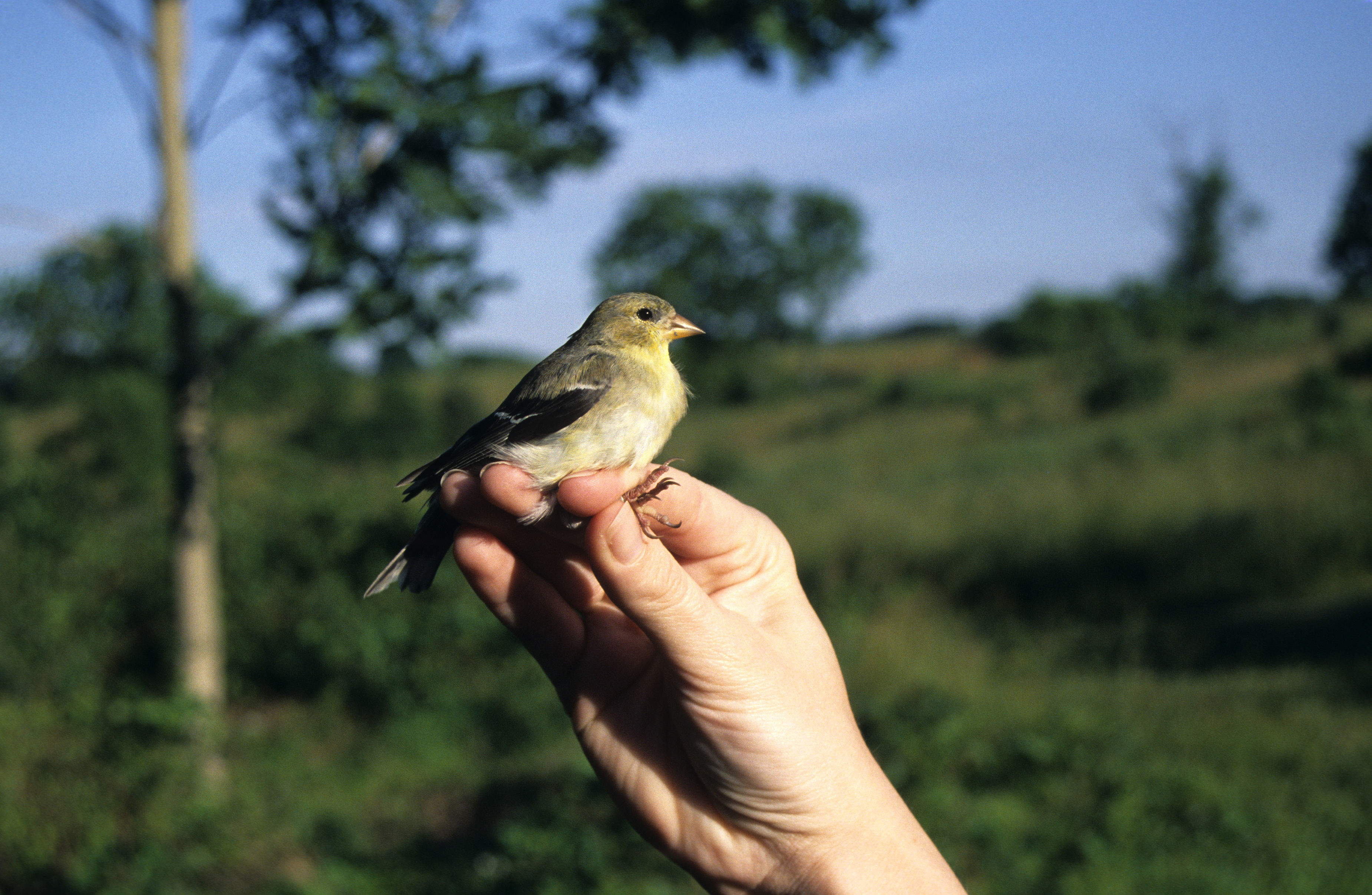 Image of <i>Carduelis tristis</i> (Linnaeus 1758)