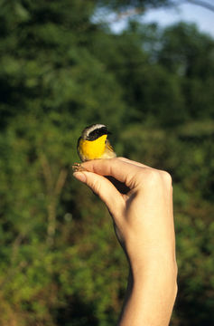 Geothlypis trichas (Linnaeus 1766) resmi