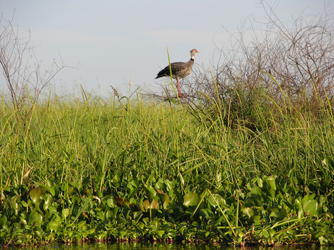 Image of Southern Screamer