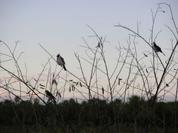 Image of Red-crested Cardinal