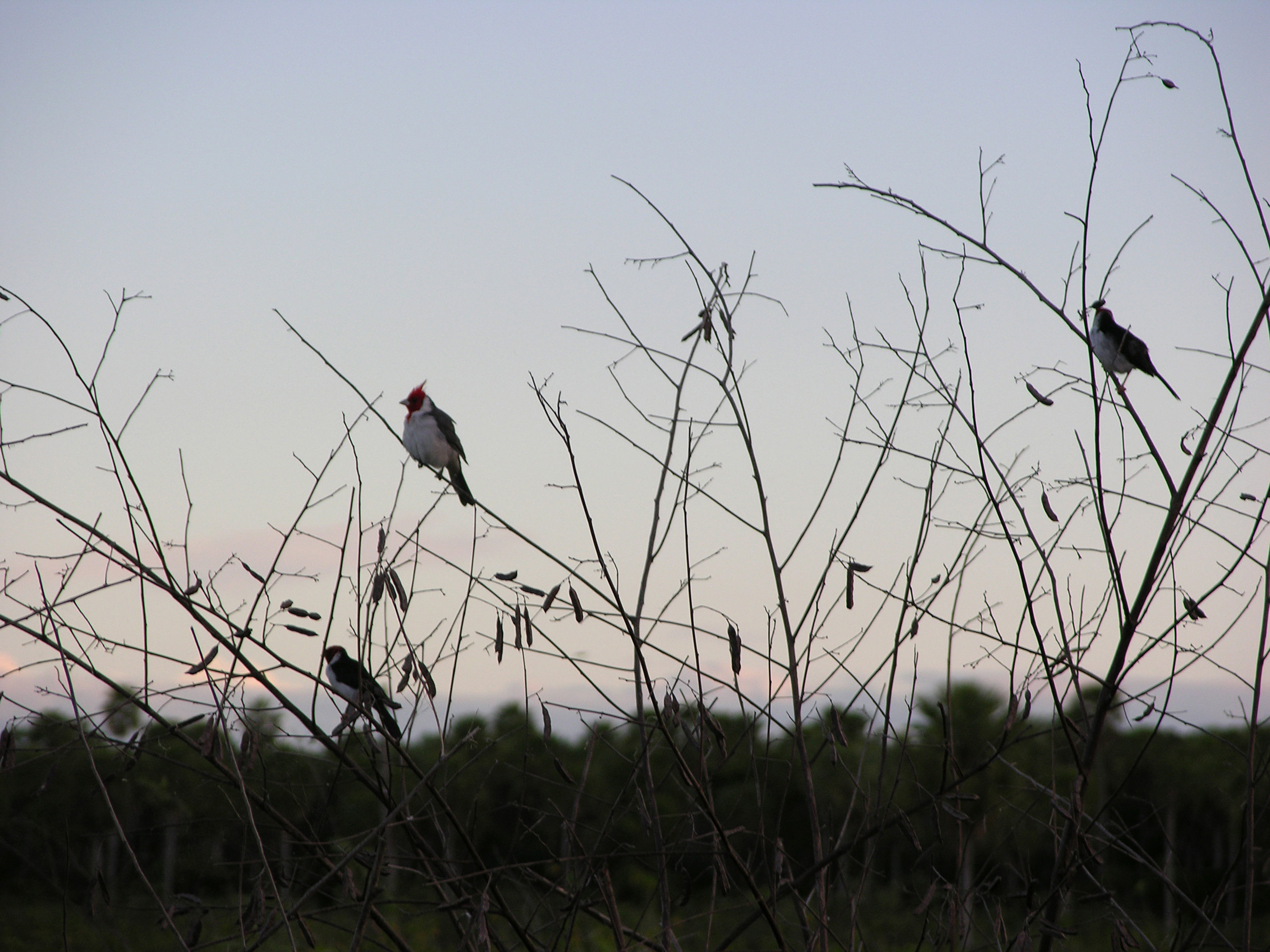 Image of Red-crested Cardinal