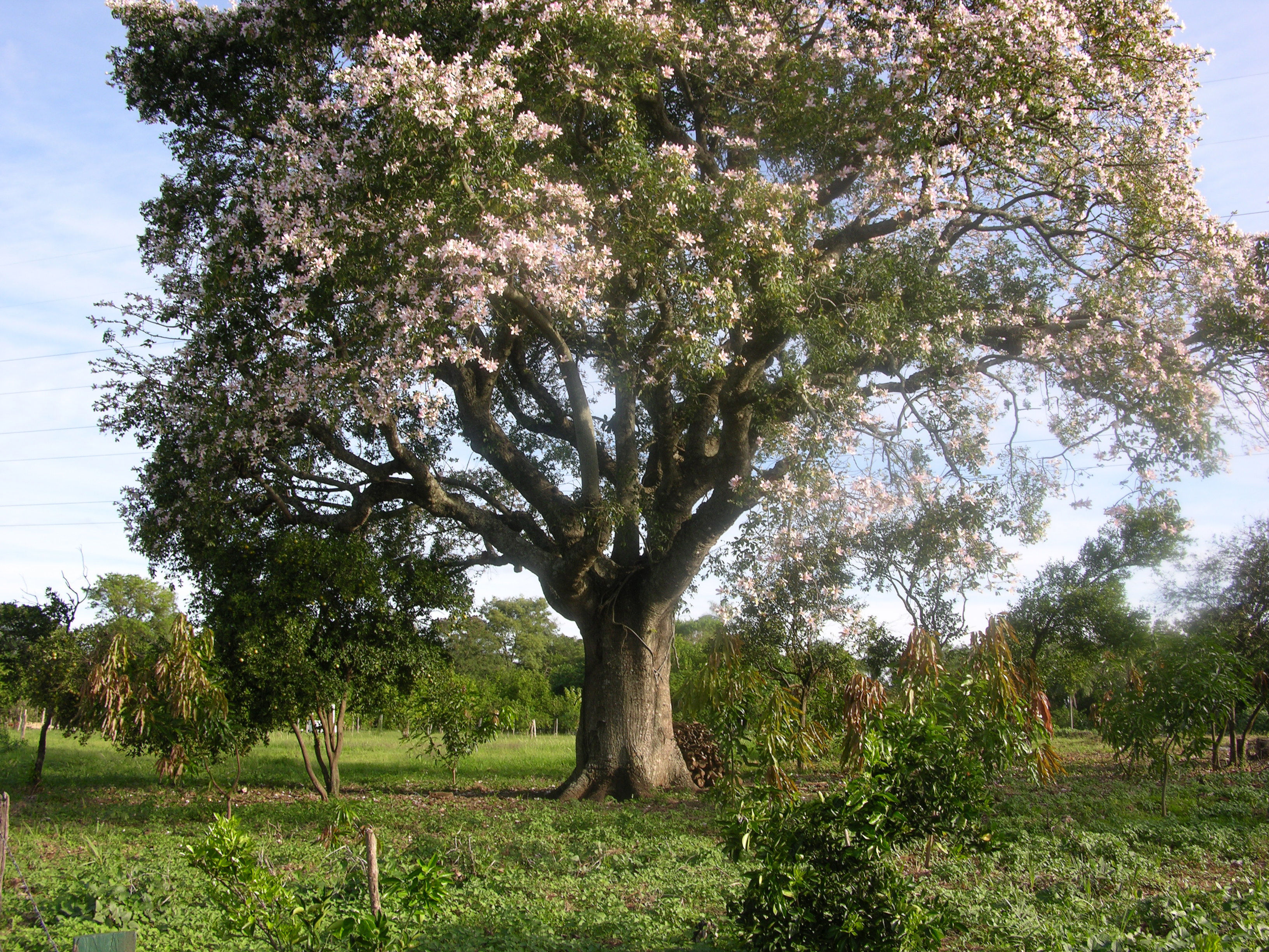 Image de Ceiba speciosa (A. St.-Hil., A. Juss. & Cambess.) P. Ravenna