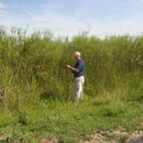 Cyperus giganteus Vahl的圖片