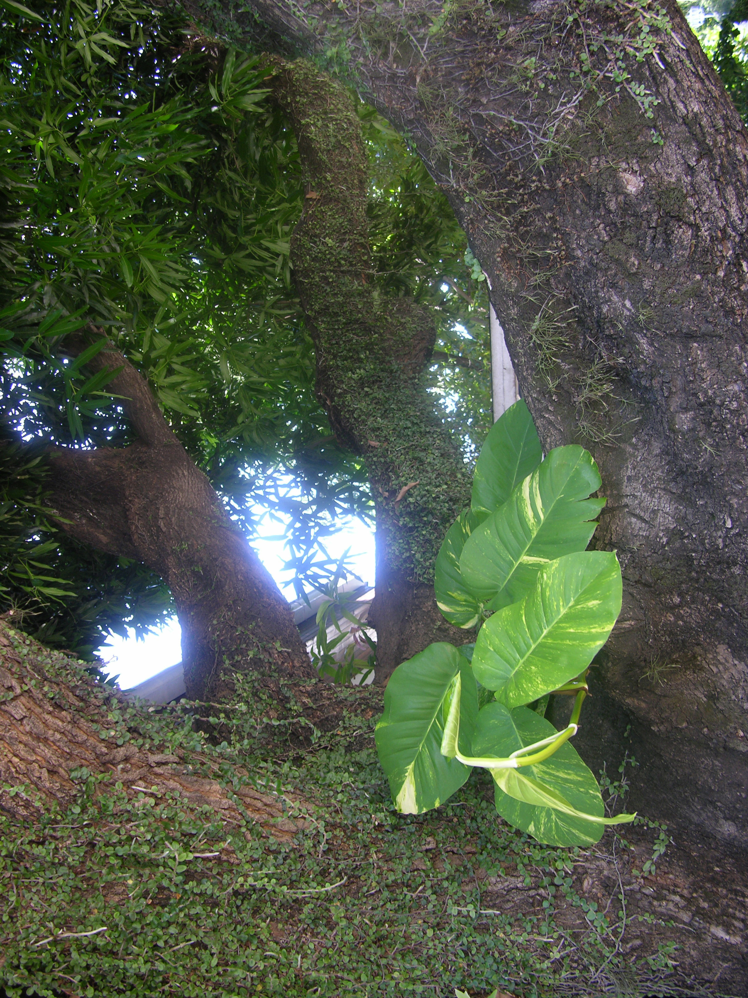 Image of philodendron