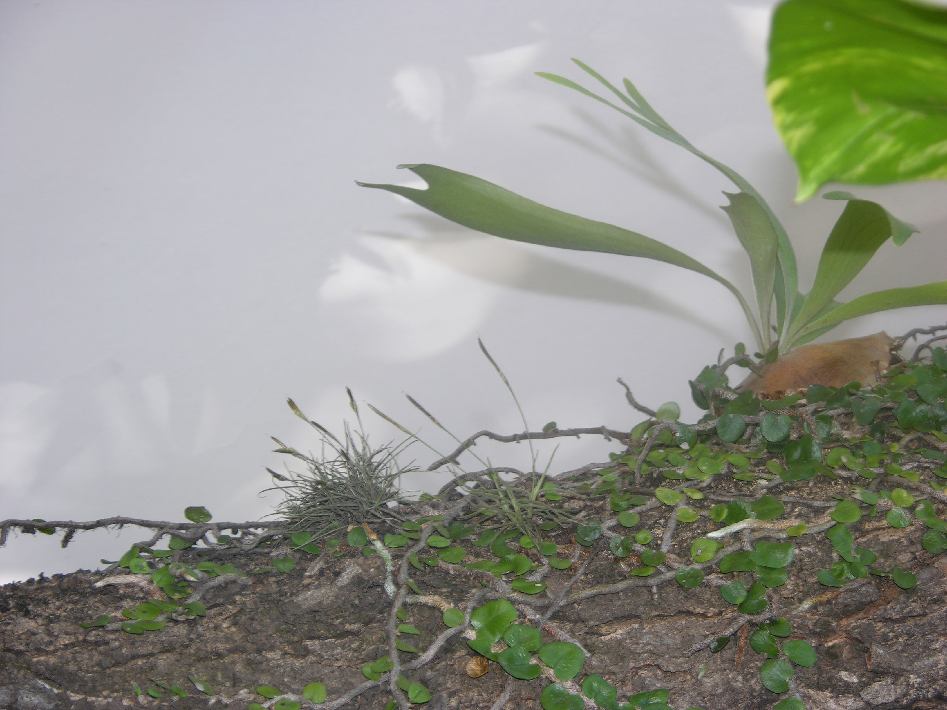 Image of elkhorn fern