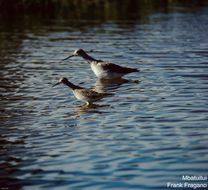 Image of Lesser Yellowlegs