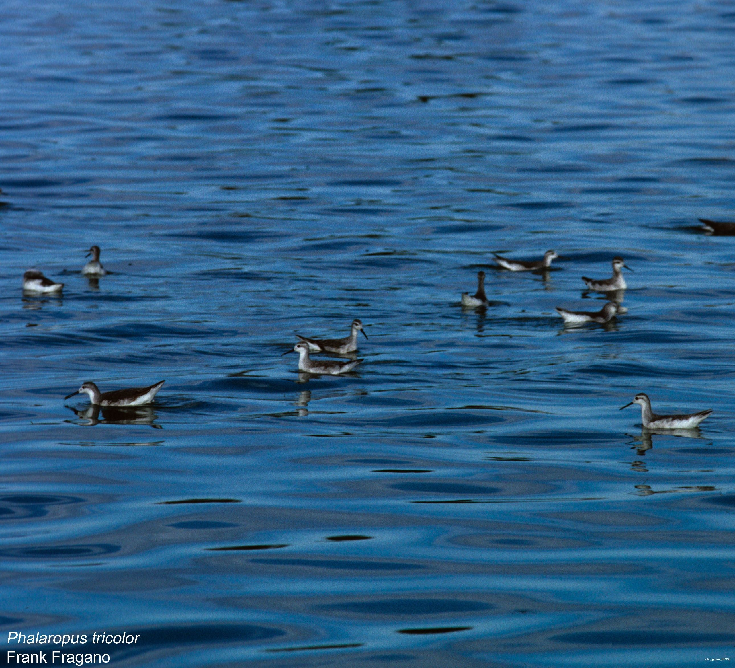 Image of Wilson's Phalarope