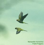 Image of Monk Parakeet