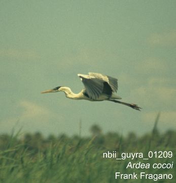 Image of Cocoi Heron