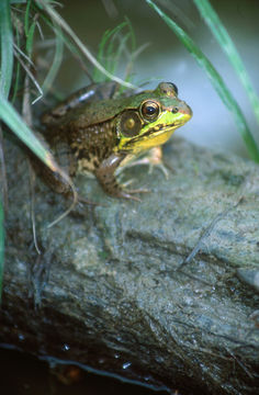 Image of <i>Lithobates clamitans</i> (Latreille In Sonnini de Manoncourt & Latreille 1801)