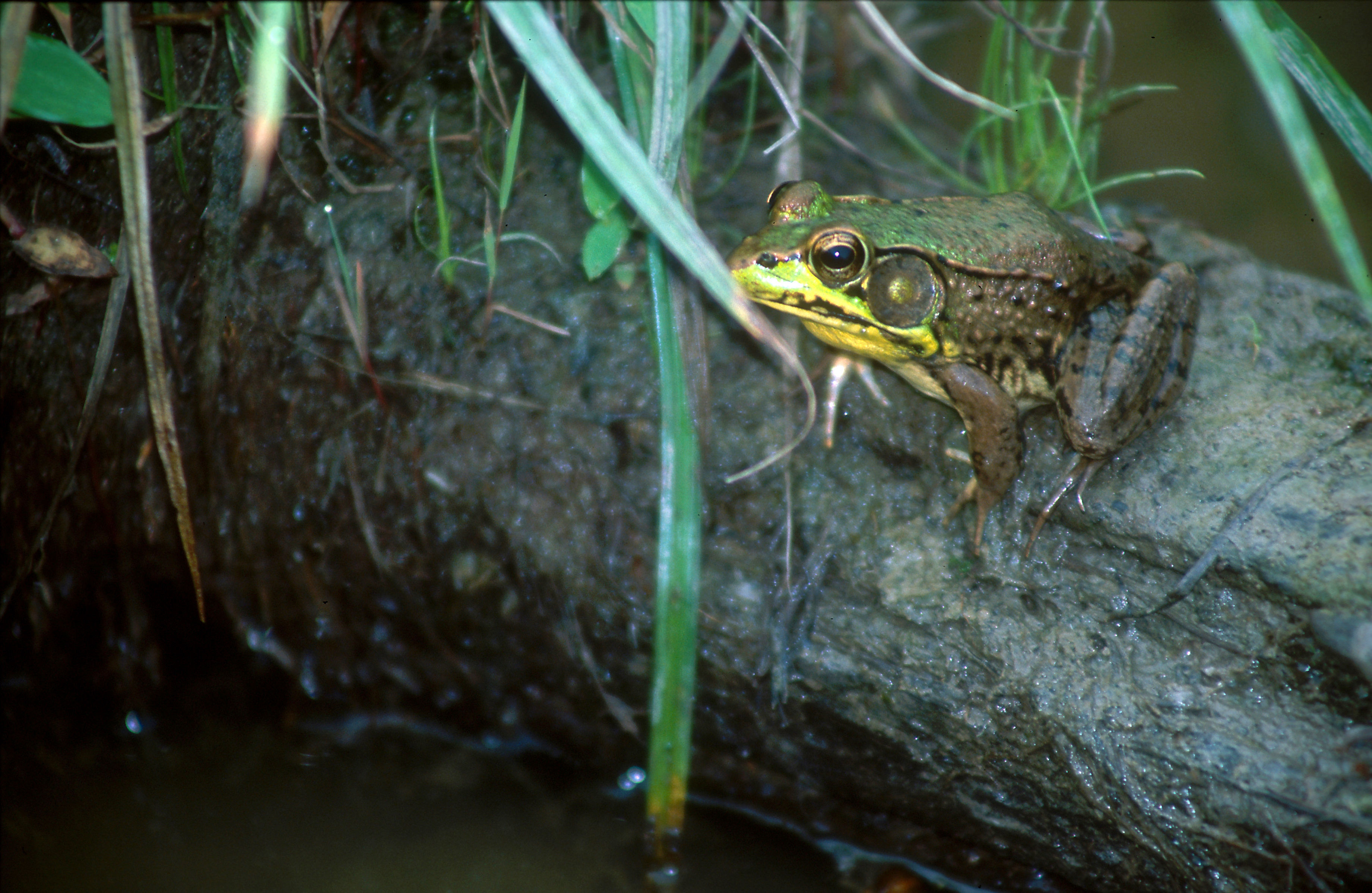 Image of <i>Lithobates clamitans</i> (Latreille In Sonnini de Manoncourt & Latreille 1801)