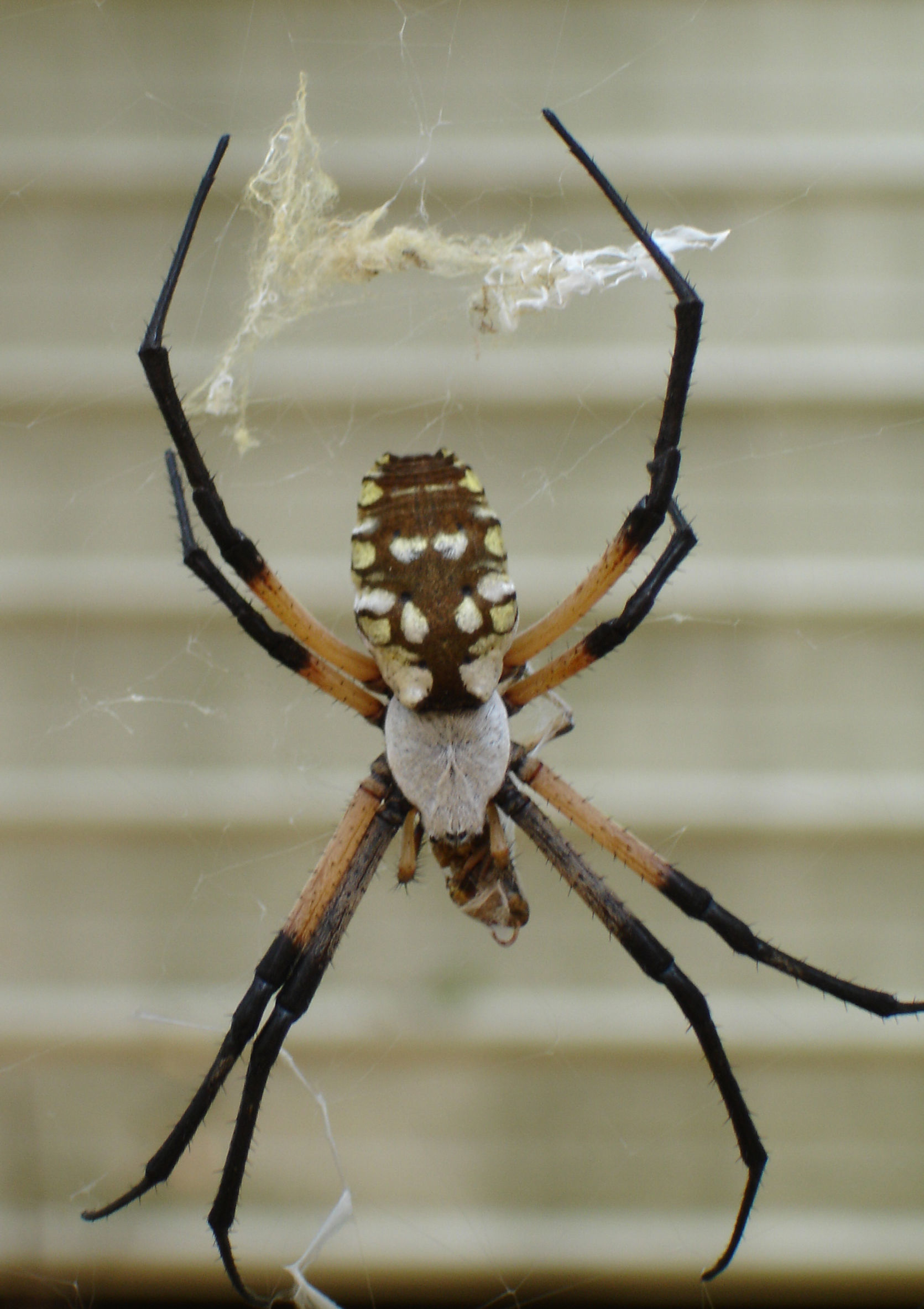 Image of Black-and-Yellow Argiope